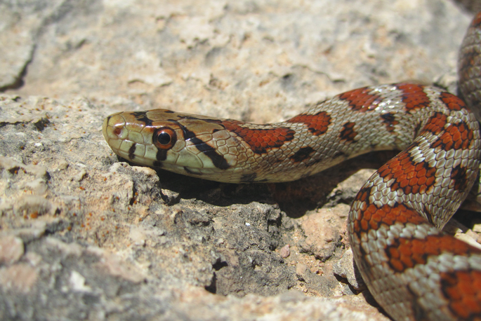 Картинка анонса статьи Как оказывать первую помощь, если укусила ядовитая змея